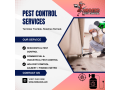 effective-termite-control-services-in-queen-creek-az-magic-pest-control-small-0
