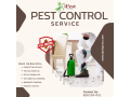 effective-pest-control-services-in-san-antonio-ipest-solutions-small-0