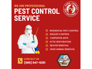 Expert Pest Control Services in Rochester, NY - Town and Country Pest Solutions