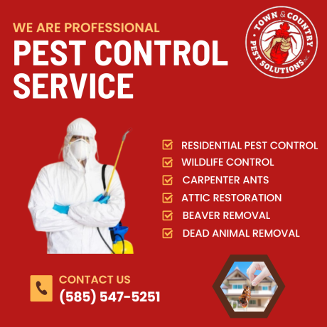 expert-pest-control-services-in-rochester-ny-town-and-country-pest-solutions-big-0