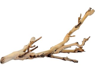 Exo Terra Forest Branch, Small (Exact Size May Vary)