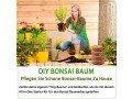 bonsai-starter-kit-with-growing-soil-piece-propagation-set-plant-pots-degradable-seed-set-small-0