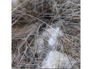 SISAL FIBRE 50g Sisal Fibre Natural Hair Cotton Bird Cage for Canary