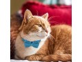 cat-bow-tie-collar-adjustable-cat-collar-with-bow-tie-and-bell-personalised-pet-accessories-for-pets-cats-puppies-3-colours-small-1