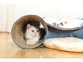 pandawant-cat-play-tunnel-cat-bed-for-indoor-cats-with-removable-central-mat-small-0