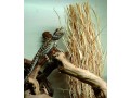 lucky-reptile-dlg-01-grass-bundle-approx25-40-cm-small-2