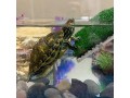 roseflower-turtle-floating-platform-small-2