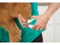 andis-pet-animal-nail-clipper-whitegreen-65700medium-small-1