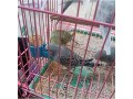hanging-bird-water-feederparakeet-water-dispenser-for-cage-small-2