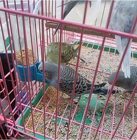 hanging-bird-water-feederparakeet-water-dispenser-for-cage-big-2