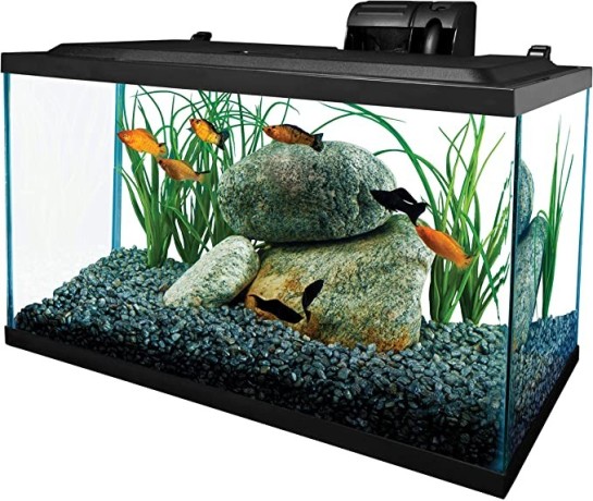 tetra-glass-aquarium-10-gallons-rectangular-fish-tank-big-4