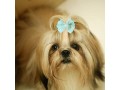 dog-bows-makingtec-adorable-rubber-hair-band-dog-small-1