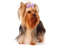 dog-bows-makingtec-adorable-rubber-hair-band-dog-small-3