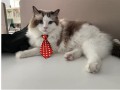 pets-ties-pet-collar-4-pieces-adjustable-dog-tie-cat-small-4