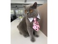 pets-ties-pet-collar-4-pieces-adjustable-dog-tie-cat-small-0