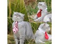 pets-ties-pet-collar-4-pieces-adjustable-dog-tie-cat-small-3