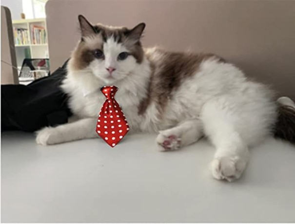 pets-ties-pet-collar-4-pieces-adjustable-dog-tie-cat-big-4