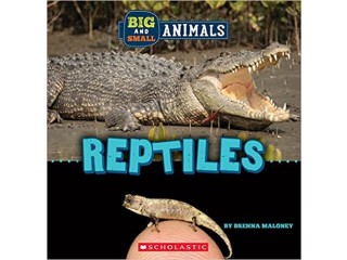 Big and Small: Reptiles (Wild World) Paperback 7 March 2023