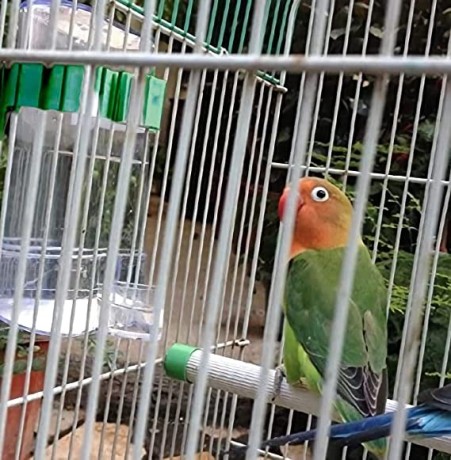 automatic-bird-waterer-feederbird-water-dispenser-for-cage-big-2