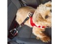 curli-dog-car-seat-belt-black-30-cm-small-3