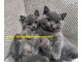 home-raised-british-shorthair-kittens-ready-now-small-1