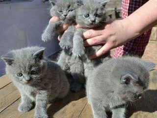 Home Raised British Shorthair Kittens Ready Now