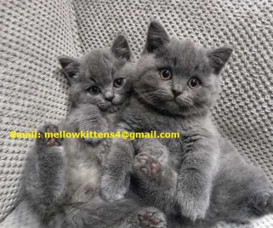 home-raised-british-shorthair-kittens-ready-now-big-1