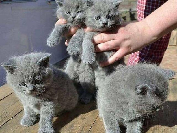 home-raised-british-shorthair-kittens-ready-now-big-0