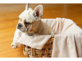 adorable-french-bulldog-puppies-for-sale-small-3