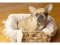 adorable-french-bulldog-puppies-for-sale-small-0