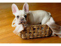 adorable-french-bulldog-puppies-for-sale-small-2