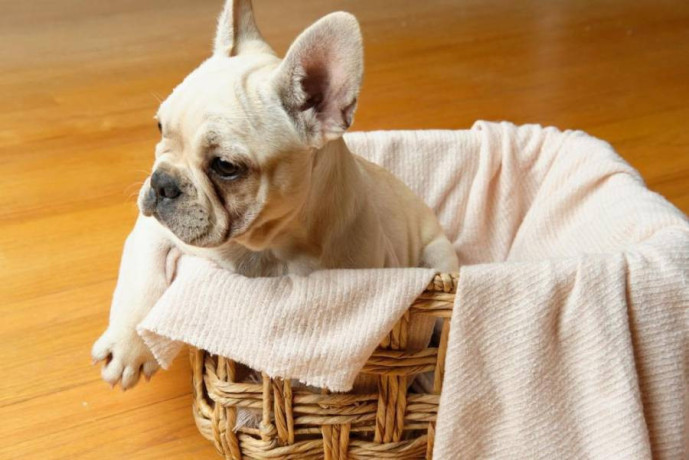 adorable-french-bulldog-puppies-for-sale-big-3