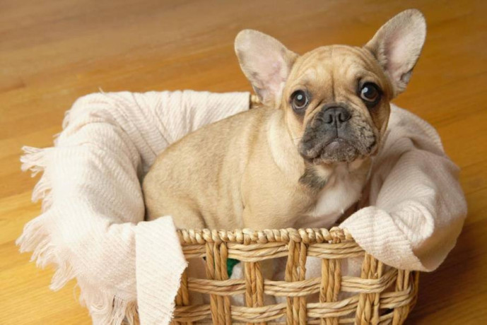 adorable-french-bulldog-puppies-for-sale-big-0