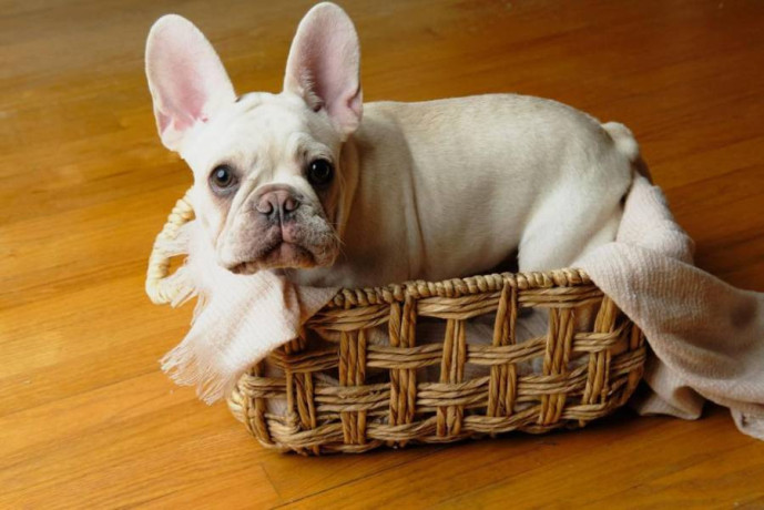 adorable-french-bulldog-puppies-for-sale-big-2