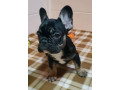 cute-french-bulldog-puppies-ready-for-rehoming-small-2