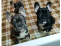 cute-french-bulldog-puppies-ready-for-rehoming-small-0