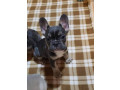 cute-french-bulldog-puppies-ready-for-rehoming-small-1