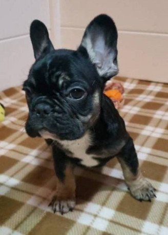 cute-french-bulldog-puppies-ready-for-rehoming-big-2