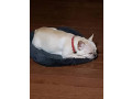 adorable-frenchie-for-sale-small-0