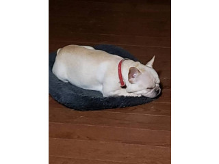Adorable Frenchie For Sale