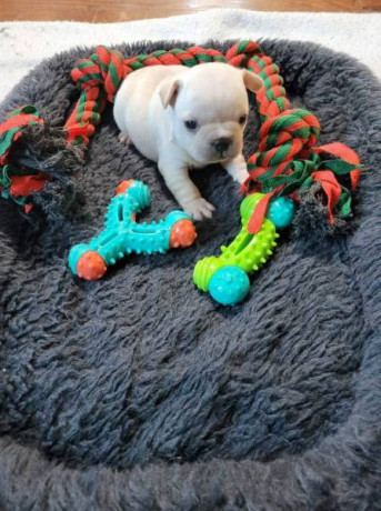 adorable-frenchie-for-sale-big-3
