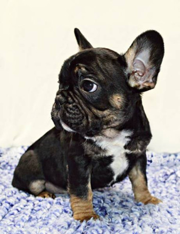 french-bulldog-puppies-from-loving-family-home-big-2