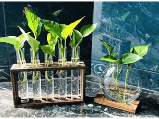 Wall Hanging Glass Planter Plant Terrarium Modern Flower Bud Vase in Wood Stand Rack Tabletop Terrarium for Propagating Hydroponic Plants