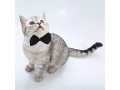 3-pieces-adjustable-pets-dog-cat-bow-tie-pet-costume-necktie-collar-for-small-dogs-puppy-grooming-accessories-s-small-3