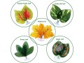 reptile-plants-leaves-5pcs-artificial-plants-terrarium-plants-habitat-decoration-accessories-decorate-small-1