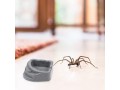 balacoo-8pcs-spiders-feeding-sinks-small-reptile-breeding-basins-reptile-feeding-accessories-small-2