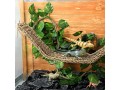 reptile-lizard-habitat-accessories-include-2952-x-708-inch-lizard-hammock-small-1