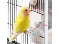 hamiledyi-parrot-automatic-feeder-no-mess-bird-feeder-for-cage-parakeet-seed-small-1