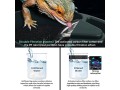 mygiikaka-reptile-drinking-water-fountain-chameleon-accessories-automatic-circulation-system-with-trough-small-3