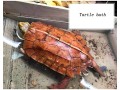 jbldy-plastic-large-tortoise-reptile-box-water-turtle-ladder-cask-basin-horned-frog-lizard-snake-basinwood-grainone-size-small-1